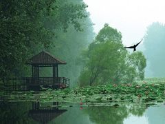 -微山湖红荷湿地景区