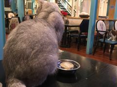 -猫小院猫主题咖啡厅(北锣店)
