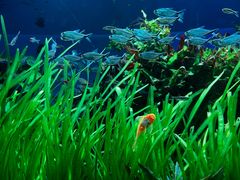 -太平洋海底世界