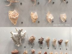 -四川大学博物馆