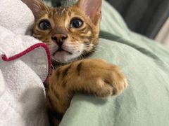 -喵zoo家庭繁育猫舍(尖东智能花园店)