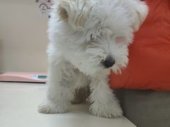 -全心全意连锁动物医院·微创中心·内科急重症·心脏专科(丰管路店)