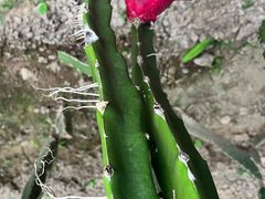 -呀路古热带植物园