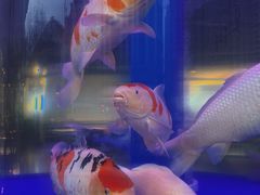 -金汤宴餐厅·粤菜(德云社店)