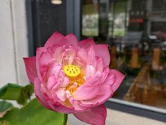 -金凤成祥(小西天店)