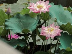 -厦门园林博览苑