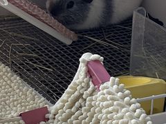 -博特宠物医院24h犬猫全科.骨科·异宠