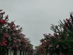 -武汉紫薇都市田园