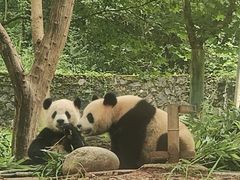 -都江堰中华大熊猫苑