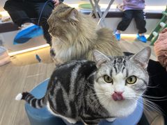 -COLOR PETS 撸猫馆·购猫·猫咖(长风大悦城店)