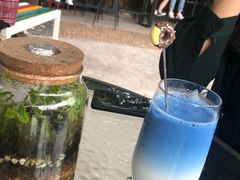 -柴犬高等学院·狗咖·柴犬售卖·宠物训练