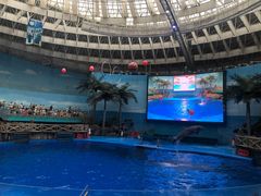 -海合安成都极地海洋公园