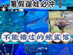 -烟台海昌鲸鲨海洋公园