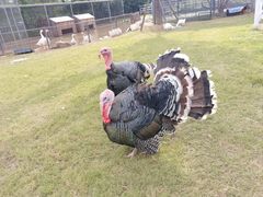 -前小桔亲子创意农场·草莓采摘·露营烧烤