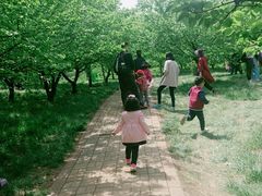 -洛阳郁金香牡丹园