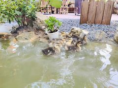 -伴山茶苑·一盏冰茶·半日山居