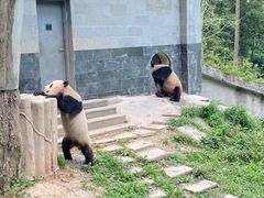 -中国大熊猫保护研究中心雅安碧峰峡基地