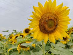 -蜀绣公园