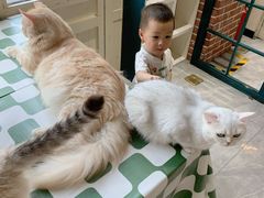 -猫小院猫主题餐厅(南锣旗舰店)