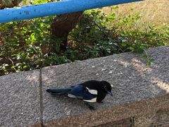 -八大关景区