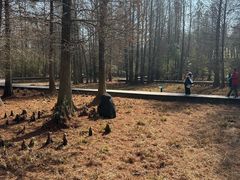 -溱湖国家湿地公园