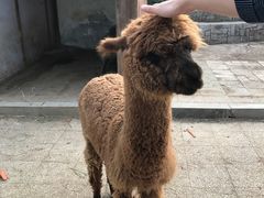 -大连森林动物园