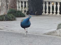 -J Create城市露营咖啡·简餐·宠物(上海动物园店)