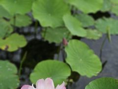 -和平公园