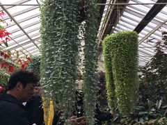 -斐兹洛伊花园