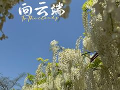 -嘉定紫藤园