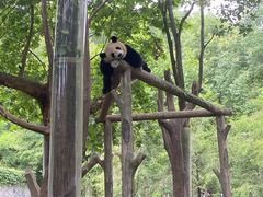 -都江堰中华大熊猫苑