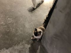 -浣熊柯尔鸭土拨鼠·电玩咖