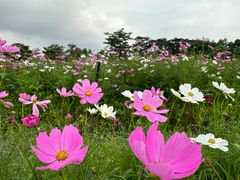 -海珠湖公园