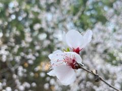 -北京凤凰岭