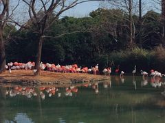 -上海野生动物园
