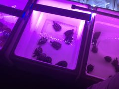 -中环花鸟鱼虫市场