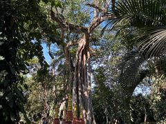 -瑞丽独树成林风景区