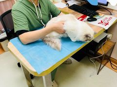 -瑞鹏宠物医院·宠保定点·心脏科·内科(御桥分院)