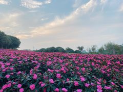 -松山湖梦幻百花洲