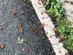 -硗碛藏寨·神木垒景区