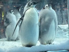 -帝企鹅自助餐厅•儿童岛•真企鹅(长隆企鹅酒店)