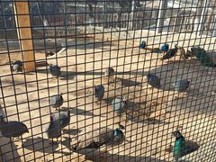 -石家庄市动物园