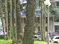 -深圳龙潭公园