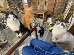 -喵屿·大理花园猫咖