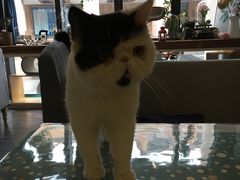 -吉丁鸟咖·异宠·寄养