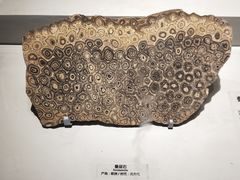 -长江文明馆