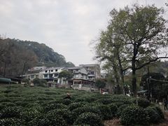 -龙井村