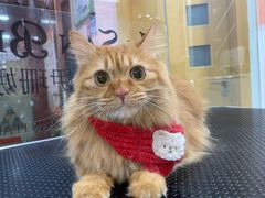 -车接车送·寄养洗护·德文猫舍(大宁店)