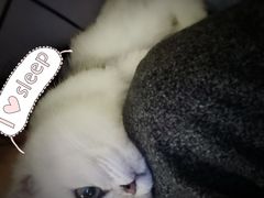 -猫大福·Fortune Cat猫舍(百子湾店)