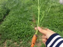 -上膳源有机农场